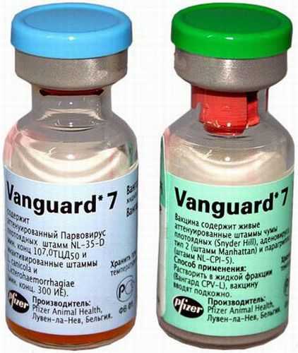 Вангард 7 (Vanguard)